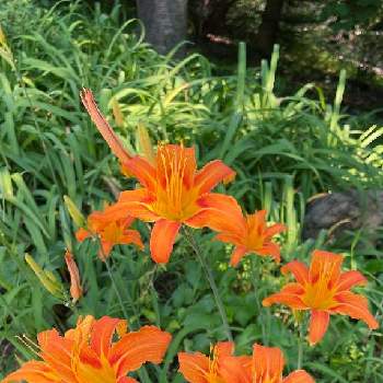 ヤブカンゾウの花の画像 by selinaさん | カンゾウとノカンゾウとヤブカンゾウの花とオレンジ色の花と公園と夏のお花と夏の花と今日の一枚と今日のお花と散歩道と花のある暮らしと朱色の花と海外暮らし