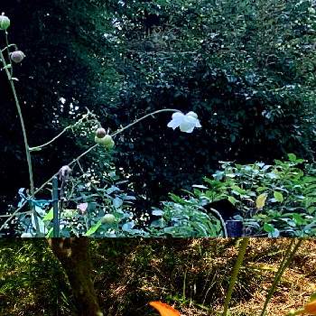 レンゲショウマ(蓮華升麻)の画像 by keiさん | お出かけ先とレンゲショウマ(蓮華升麻)とノカンゾウとカンゾウと最初の一輪と今日のお花とビタミンカラーと透明感のある花と赤塚植物園と山野草マニア