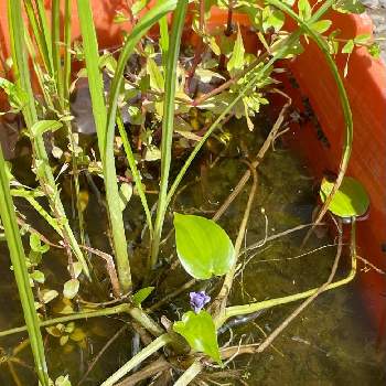 コナギ,水辺の植物,小さな庭の画像