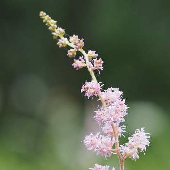 チダケサシ属の投稿画像一覧 Greensnap グリーンスナップ