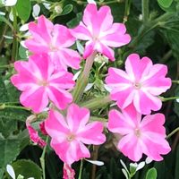宿根バーベナ,ピンクの花,ハートの形,GSのみなさんに感謝♡,花と緑のある暮らしの画像