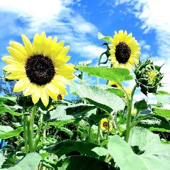 暑さに強いの画像 by rayさん | 庭の花と涼感と次々開花♪と種まきからと暑さに強い