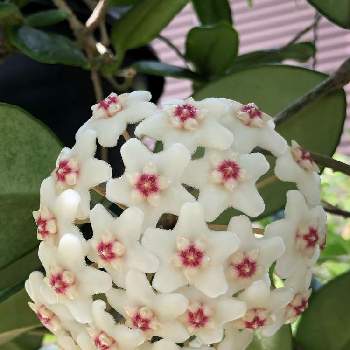 KN ホヤ(サクララン属） トムソニー（HOYA THOMSONII ） 0.8M以下
