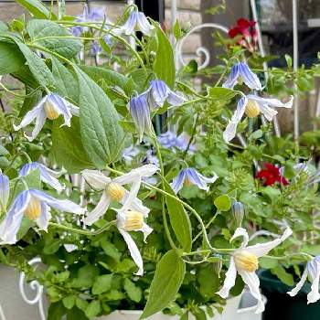 下向きに咲く花の投稿画像一覧 Greensnap グリーンスナップ 下向きに咲く花の投稿画像一覧 Greensnap グリーンスナップ