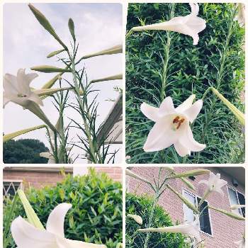 可愛らしいの画像 by makiさん | 夏のお花♡と可愛らしいと綺麗✨とさわやかと白い花♡
