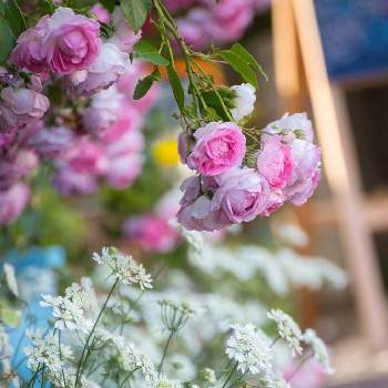 ローズガーデンの画像 by emuzupapaさん | 広い庭とWEEKEND FLOWERとガーデンとばら バラ 薔薇とオープンガーデンとGS映えとつるバラとナチュラルガーデンとGS日和とイングリッシュガーデンとバラ・オールドローズとガーデニングdiyとガーデニングと花のある暮らしとローズガーデンときれいな景色と❤️透き通る美しさと花景と色あざやかとカメラ好き☆と庭の宿根草