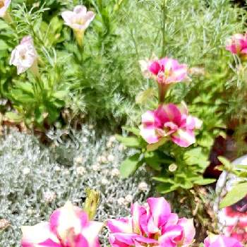 明るい色の画像 by ウーゲデールさん | アプローチと元気いっぱいとカラフルと白・しろ・ホワイトと心落ち着くと夏の花とつぼみと美しいと明るい色と爽やかとペチュニア☆とかわいい