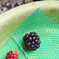 ブラックベリー,ラズベリー,つる,果物,おうち園芸の画像