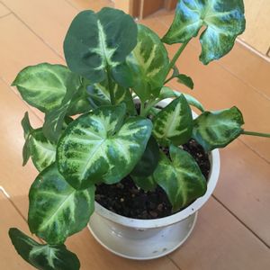 シンゴニウム,衝動買い,100均観葉植物,メネデール,バス/トイレの画像