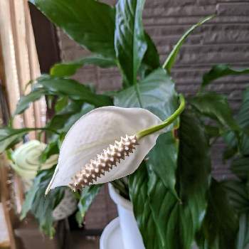 スパティフィラムの花の投稿画像一覧 Greensnap グリーンスナップ