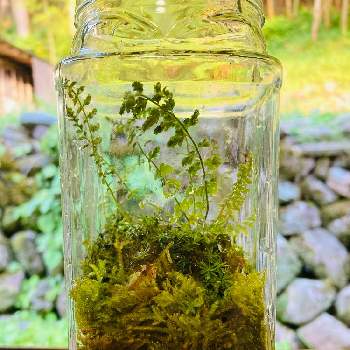 苔テラリウムの投稿画像一覧 Greensnap グリーンスナップ