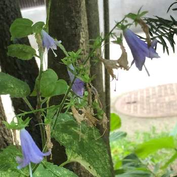 野草　山野草の画像 by アカベーさん | 小さな庭とソバナと日本の風景とお気に入りと青い花とあれれ？と野草　山野草