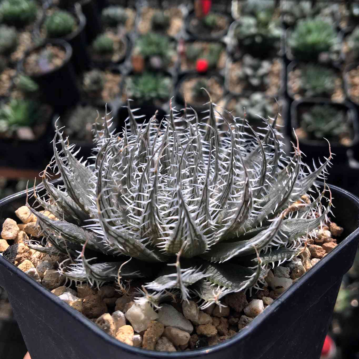 マキさんご確認用 ハオルチア マキさんご確認用 ハオルチア