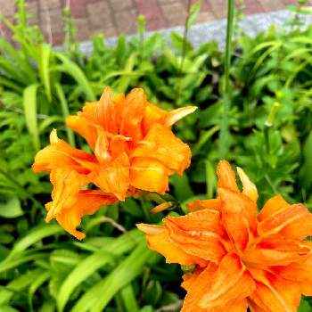 夕方の画像 by ぴょんさん | ノカンゾウとオレンジ色の花と綺麗なお花❤と今日のお花と夕方と好みの色と花のある暮らしと暑いですねと散歩中