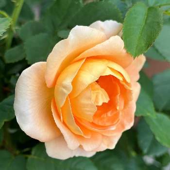 バラ ラ・ドルチェ・ヴィータ,ばら バラ 薔薇,おうち園芸,バラが好き,小さな小さな庭の画像