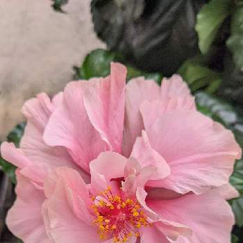 咲いていたの画像 by まっさんno.1さん | お出かけ先とGS映えと国華園とドライブ♡とイキイキ✨と咲いていたと ハイビスカスと八重咲きと可愛い〜♡とウォーキングとピンクの花♡