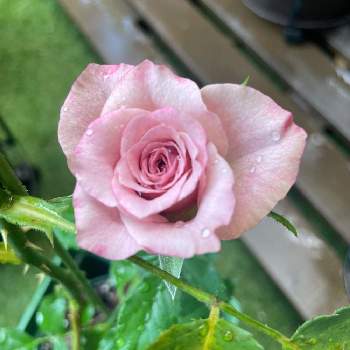 バラ　ラフメイカー,Apple Roses,ばら バラ 薔薇,ガーデニング初心者,マンション専用庭の画像