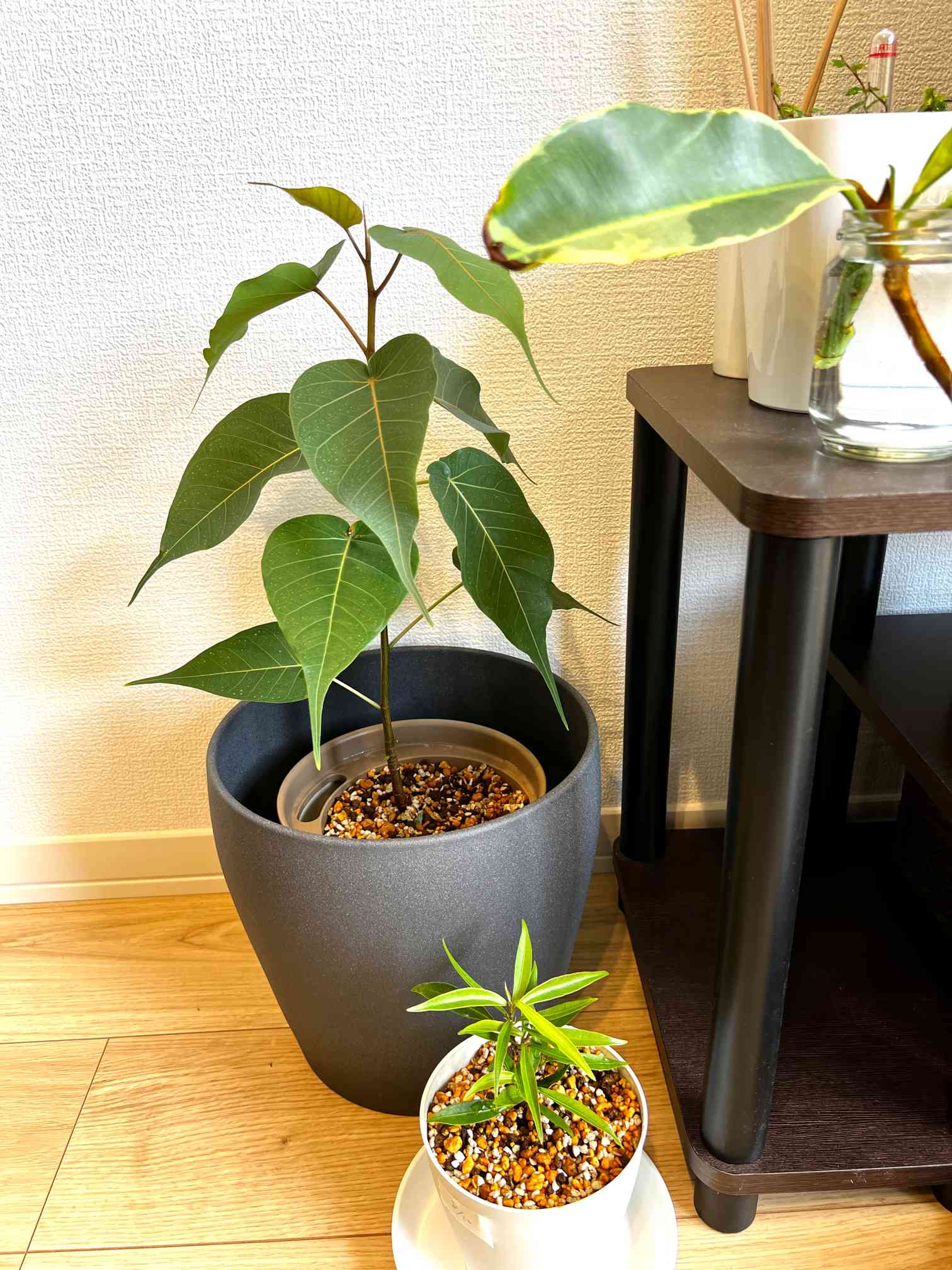 ☆ インドボダイジュ 152cm♪ フィカス•レジリオーサ♪ フィカス レリジオーサの一覧｜🍀GreenSnap（グリーンスナップ）