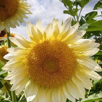 癒しのお花の画像 by saraさん | ヒマワリとかわいいお花♡とヒマワリ祭りと世羅高原農場と癒しのお花と花のある暮らし