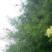 ラクウショウ,シマトネリコ,樹木(花生活❀h),ウクライナに平和を,花のある生活の画像