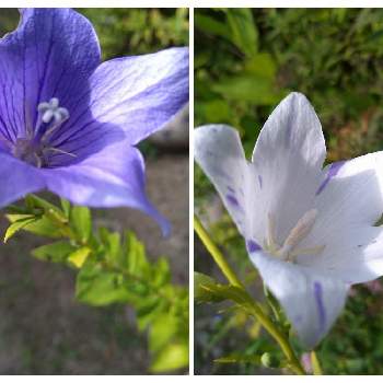 ブルー・青・蒼の画像 by 白木蓮さん | LOVEALLSERVEALLと光輝く花と蕊蕊蕊と白・しろ・ホワイトと全てに祈りを♪と世界の平和を祈るとブルー・青・蒼と紫・Purple・バイオレットとmy favorite flowerときらめきと蒼の世界とチーム新潟とヒカリと#ウクライナへ届け平和への願いと夏色ブルーと魅せられて＊✯☆＊✮☆＊と風の中