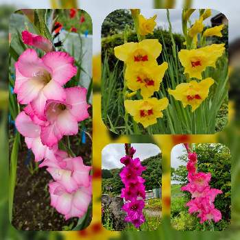 グラジオラスの花の画像 by かゆさん | お出かけ先とグラジオラスの花と猫のいる生活と今日のお花とガーデニングと花のある暮らし