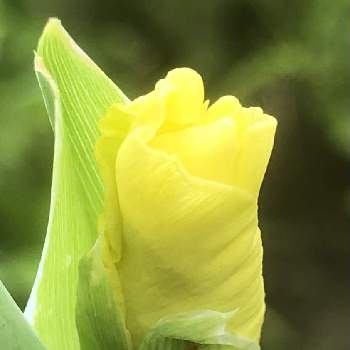 グラジオラスの花の画像 by 花土葉さん | 小さな庭と金曜日の蕾たちとグラジオラス❤とグラジオラスの花と今日のお花と黄色の花と今日も一日お元気で