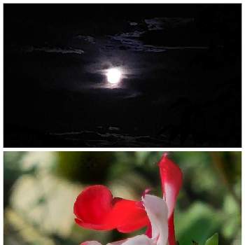 お月様の画像 by カマンベールさん | チェリーセージとチェリーセージいちごミルクとお月様とチェリーセージ❤︎と雲仲間