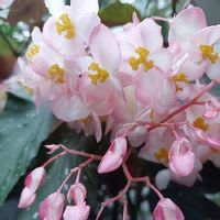 木立ベゴニア,大好きなお花,ピンクワールドへ ようこそ,金曜日の蕾たち,小さな庭の画像