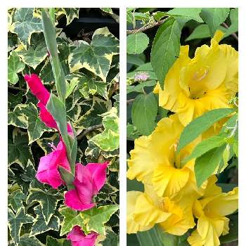 グラジオラスの花の画像 by ハニーレイさん | 小さな庭とグラジオラスとピンクの花とグラジオラスの花と3年目とビタミンカラーとピンクワールドへ ようこそと黄色の花と地植えとグラジオラス❤