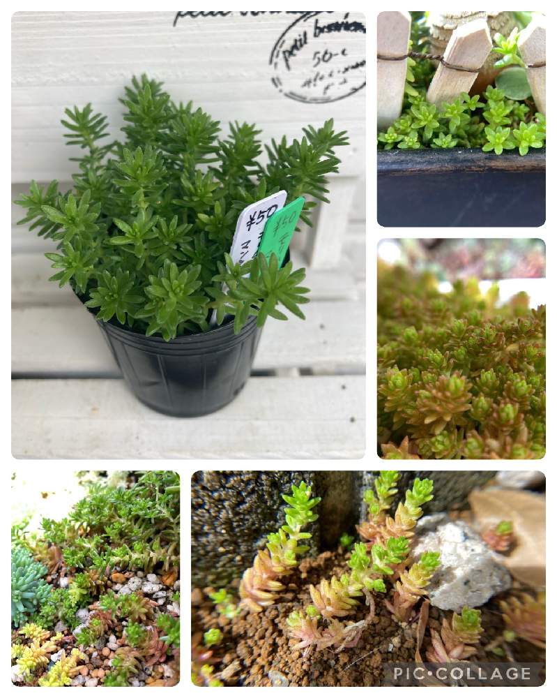 モリムラマンネングサの投稿画像 By 多肉植物 ちまちま屋さん セダム属 とちまちま屋販売品と多肉植物とちまちま屋と聖蹟桜ヶ丘と多肉苗と自宅無人販売とバルコニー ベランダとポット苗とセダム属とちまちま屋販売品と多肉植物とちまちま屋と聖蹟桜ヶ丘と多肉苗と自宅無人