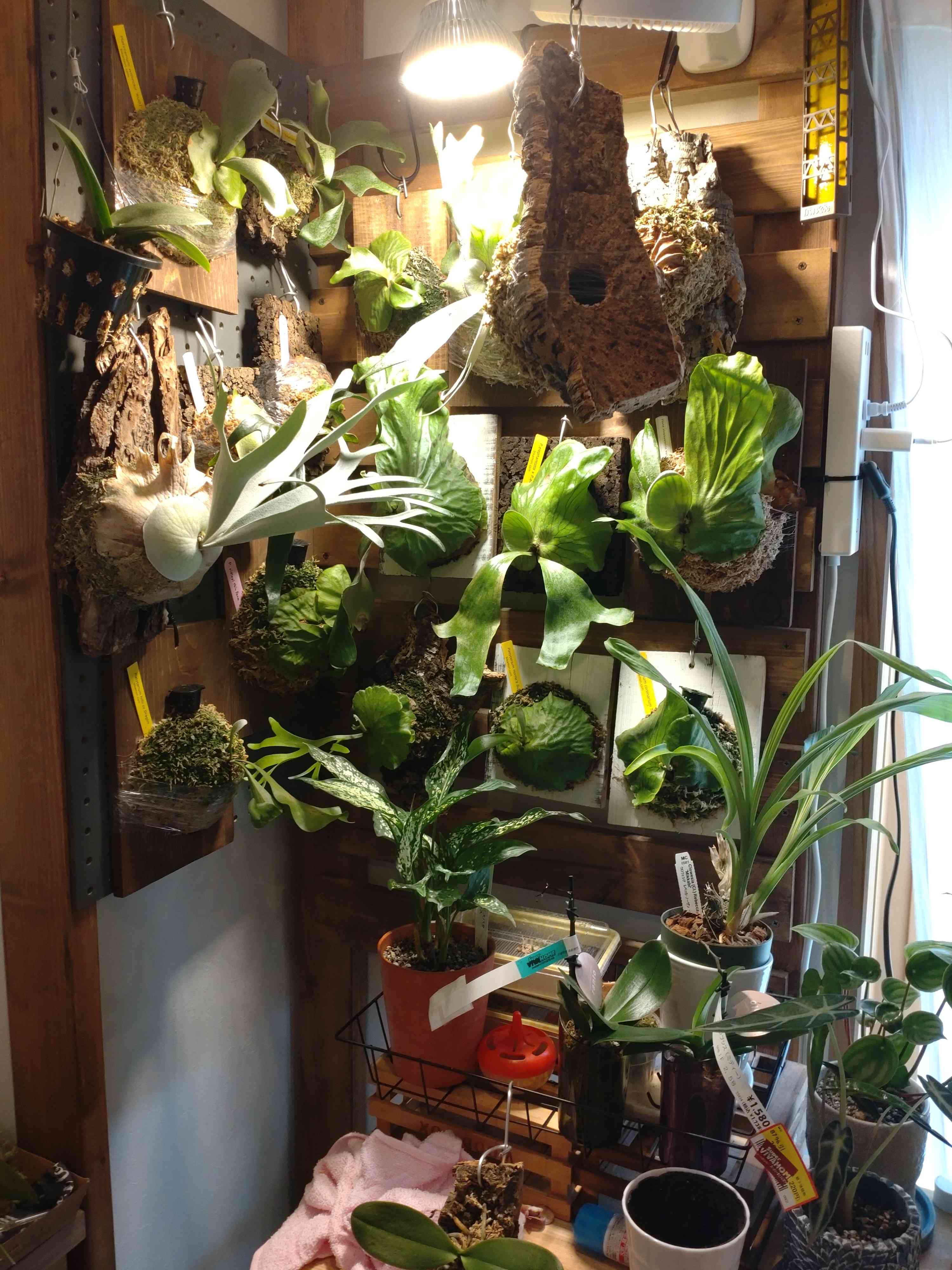 ビカクシダ エレファントティス × アルシコルネ マダガスカルの一覧