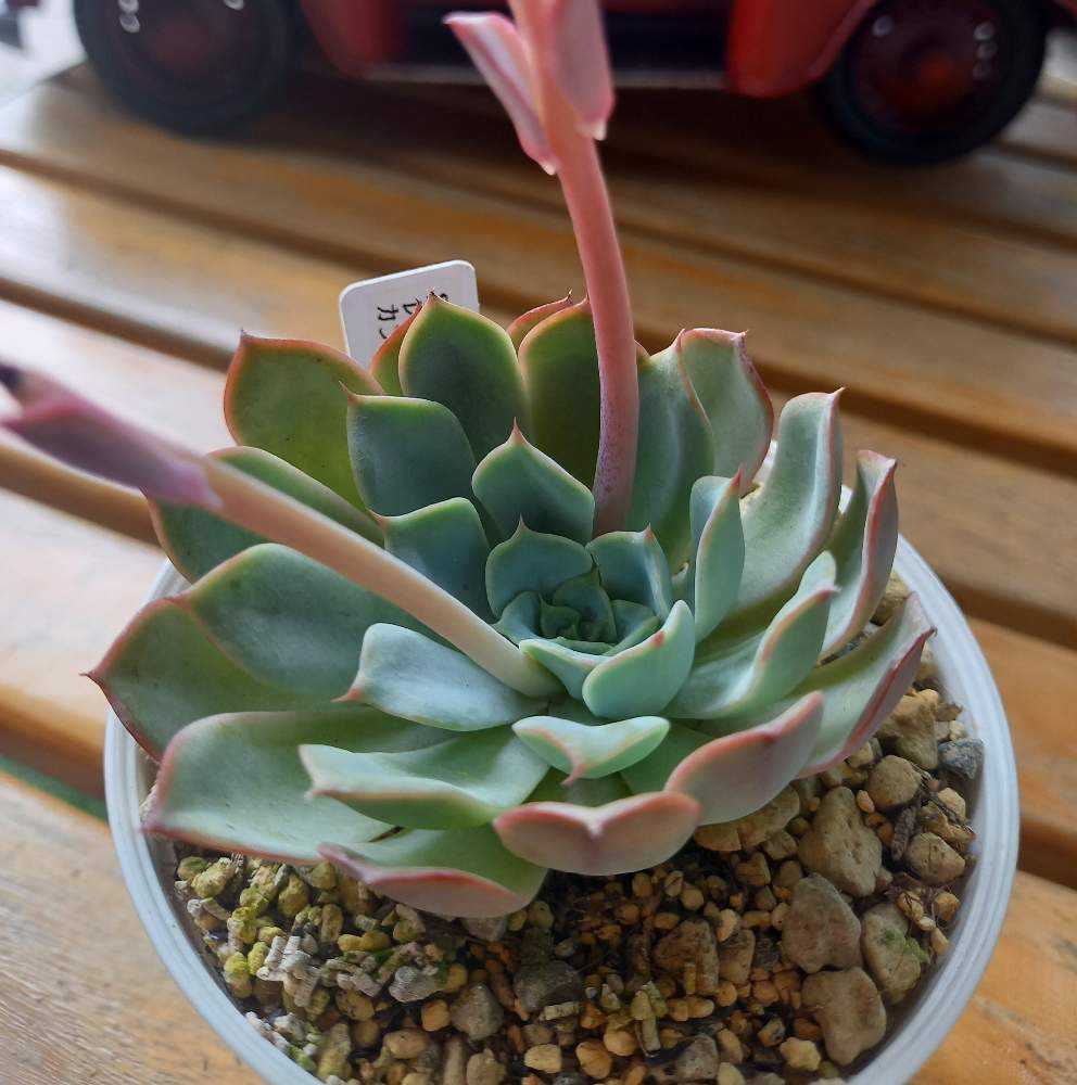 エケベリア 緑と赤のグラデーション 中型多肉植物 緑と赤のグラデーション*2 エケベリア 中型 緑と赤の