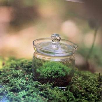 スギゴケの画像 by 日光　苔　種類さん | スギゴケ