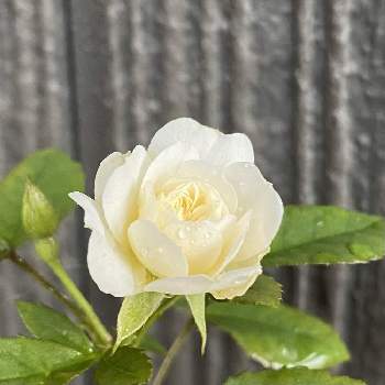 花持ちが良いの投稿画像一覧 Greensnap グリーンスナップ