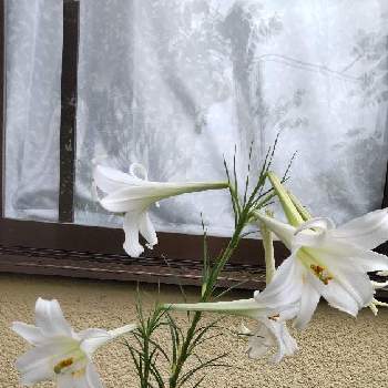 ユリの花の画像 by ひまわりさん | 小さな庭とユリの花とおうち園芸