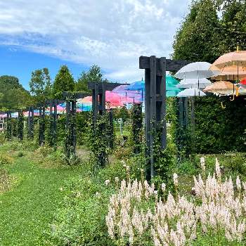 アンブレラ･スカイの画像 by tomoさん | カラフルと銀河庭園とナチュラルガーデンとお花のある暮らしと北海道からとアンブレラ･スカイとえこりん村と恵庭市と可愛いと青空の下