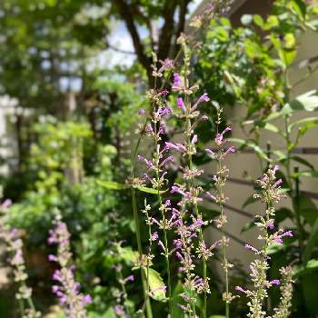 アガスターシェの育て方 Greensnap グリーンスナップ