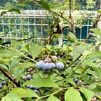 ブルーベリー,庭のブルーベリー,鉢植えブルーベリーの画像