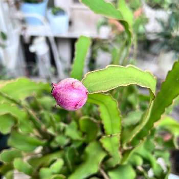 エピフィルム グアテマレンシスの投稿画像一覧 Greensnap グリーンスナップ