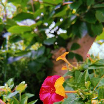 横顔の画像 by midoさん | お出かけ先とオシロイバナと熊本とつぼみとiPhone12 miniと横顔と花のある暮らし