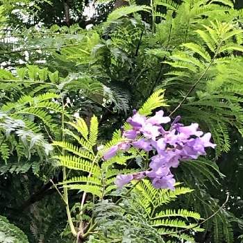 GSで勉強中の画像 by あず＊*さん | ジャカランダと青い花とGSで勉強中と植物はたくましいとお散歩と紫の花と世界三大花木