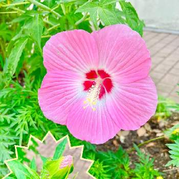 夏らしい！の画像 by Toshieさん | お出かけ先とモミジアオイと大きい花とツボミとGSミニモニ。と鮮やか とピンク色の花と可愛いとかわいいと被災地にエールを…。と可愛いピンク色♡とモミジアオイ♡と大きいと夏らしい！と楽しい時間とヒラヒラ