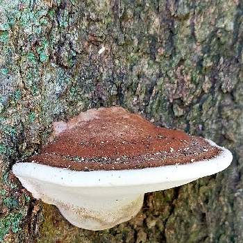 コフキサルノコシカケの一覧 Greensnap グリーンスナップ