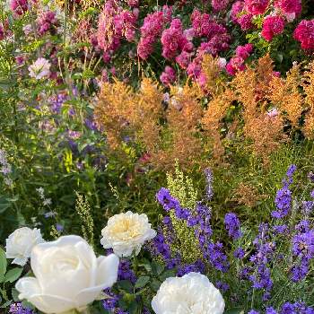 ミニバラ・グリーンランドフォエバー,北国のバラ,白いミニバラ,素敵なバラ,ばら バラ 薔薇の画像