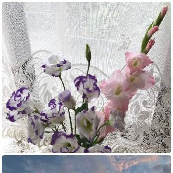 グラジオラスの花の画像 by マロンさん | 窓辺とグラジオラスの花と早朝ウォーキングとトルコギキョウ♡