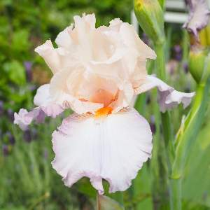 iris-gardening