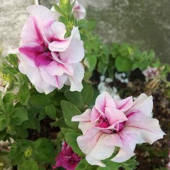 八重咲きペチュニアの画像 by flower&skyさん | 小さな庭と八重咲きペチュニアとピンクの花と夏の花と花のある暮らしとおうち園芸