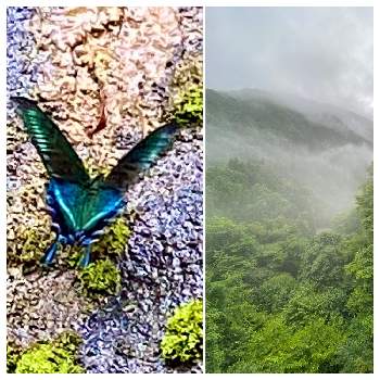 昆虫と植物の画像 by さくらプラスさん | お出かけ先とミヤマカラスアゲハ♡と昆虫と植物