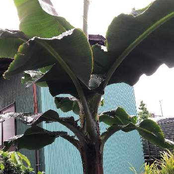 バナナ同好会の画像 by わかつきさん | 小さな庭とバナナ✨とバナナ栽培とバナナ同好会とモンキーナババ同好会